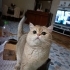 Alvin