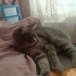 Pufi
