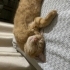 Phoebe