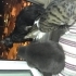 pus. simsek. karam....