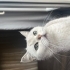Bulut