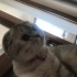 Minnoş