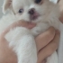 Miya