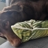 Snickers