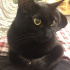 zeytin