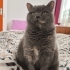Çoko
