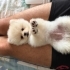 Cookie