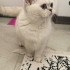 Pamuk