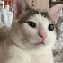 BEHLÜL