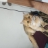 Kuki