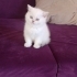 Pamuk