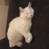 Pamuk