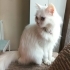 Süslü