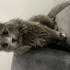 Miya
