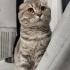 Pufi