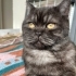 Mirket