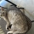 Duman