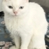 Maviş