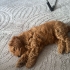 Molly