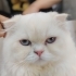 Sütlaç