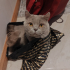 Duman