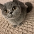 Miya