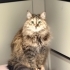 MAYA