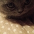 Duman