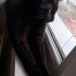 Luci