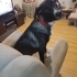 Pia
