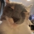 misbon