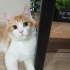 Pufi