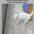 Ankara kedisi