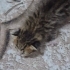 Kuki