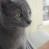Duman