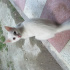 PAMUK