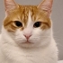 BAL