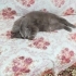 Duman