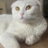 Romeo