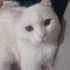 Misket