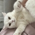 Mirket