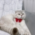 Aslan