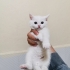 Pamuk