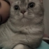 Mercan