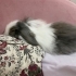 Pamuk