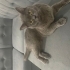 Binali