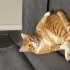 Sülo