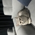 Boncuk