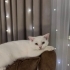 Pamuk