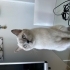 Maya